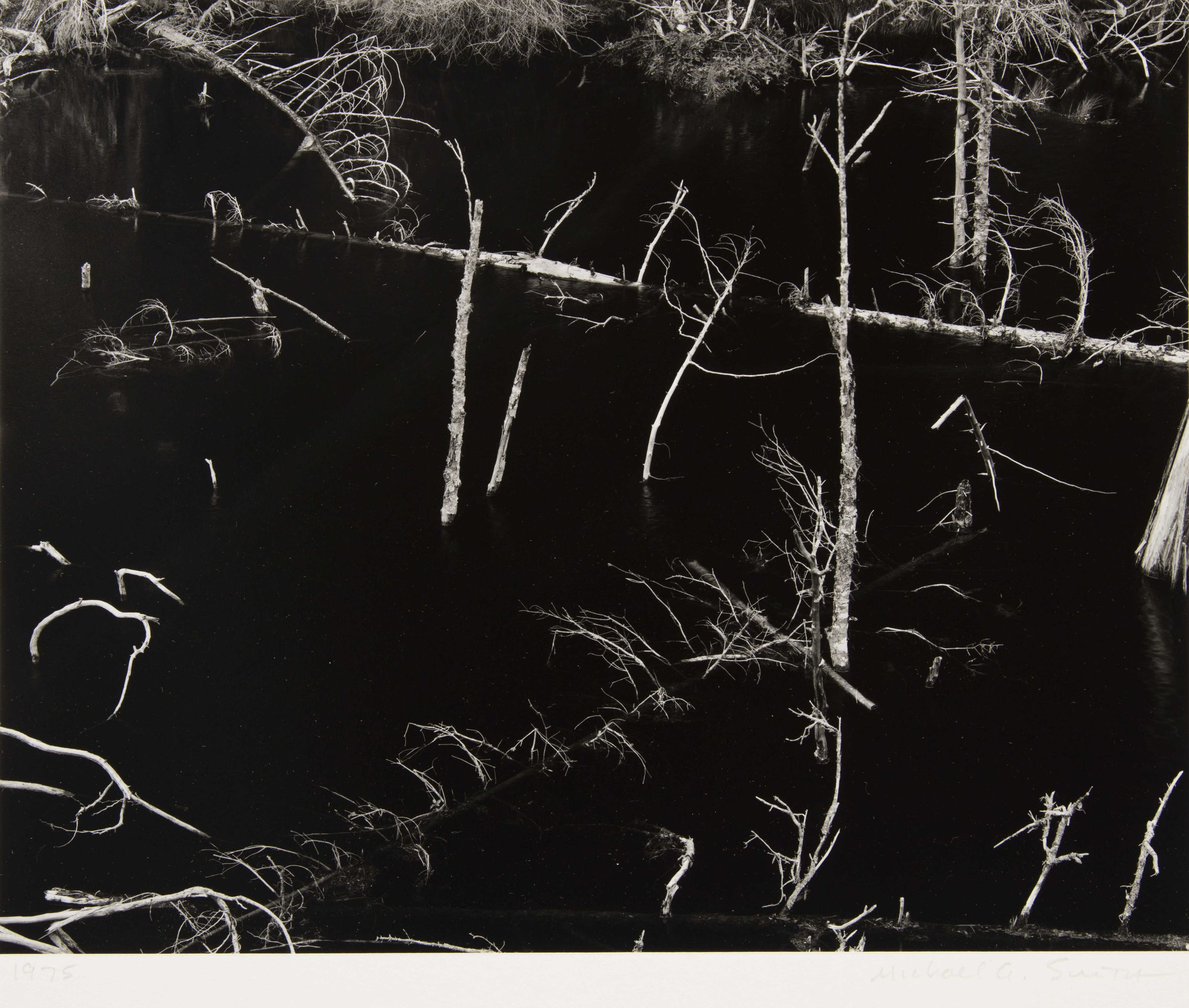 Black and white still photograph near Blue River, British Columbia. Landscape is of a cropped view (angled slightly from above) of a stump and brush filled river. The water is black and placid with intermittent, floating and partially submerged tree stumps, trunks, and branches. The light to medium toned bark of the dead trees is highly contrasting to the black water. A horizontal line of a grassy river bank is partially seen along the top/background of the picture plane.