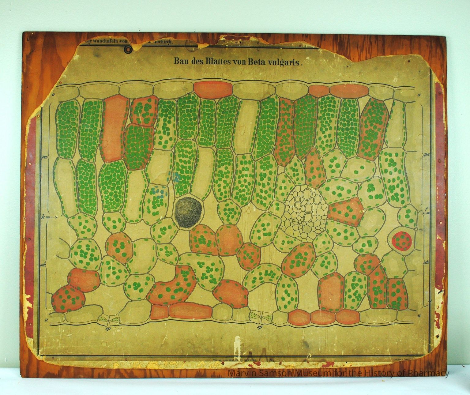 Botany Posters