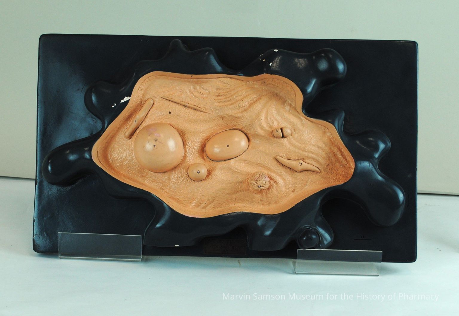 Biology Models