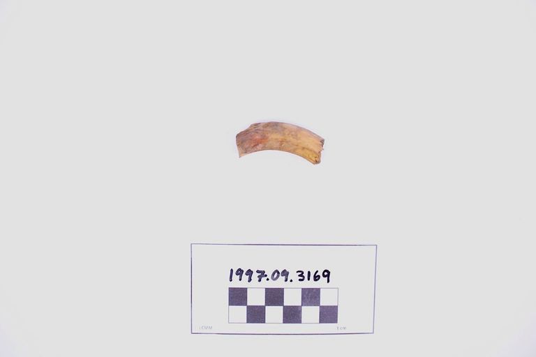 Fragment, Bone