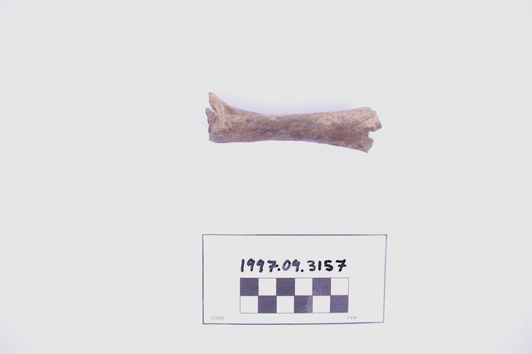 Fragment, Bone