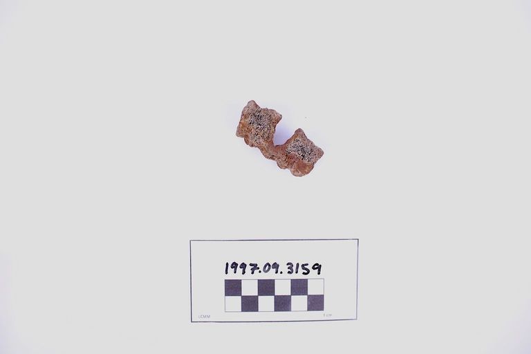 Fragment, Bone