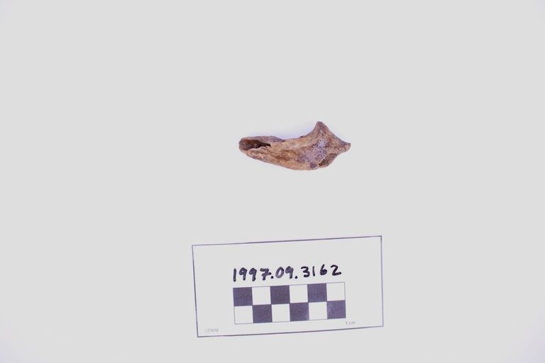 Fragment, Bone