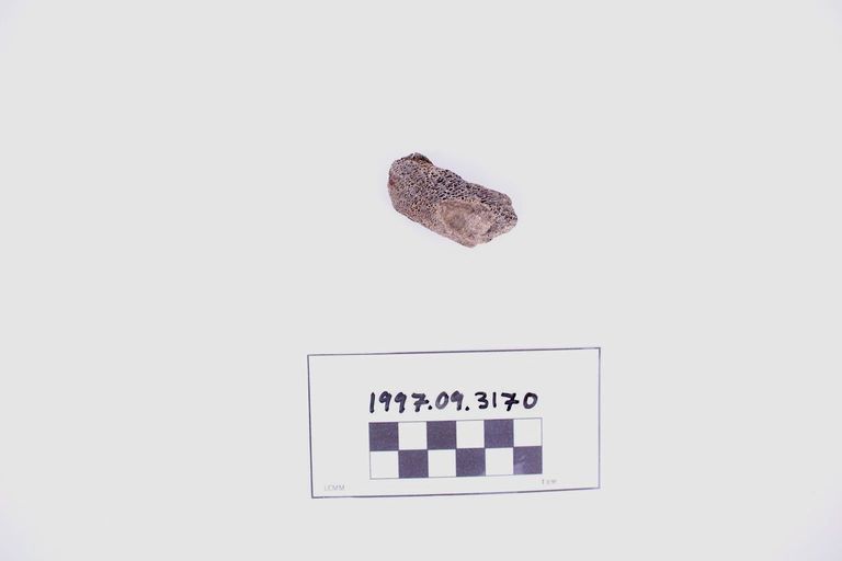 Fragment, Bone