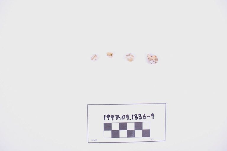 Animal Teeth, Lot of 4