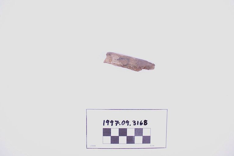 Fragment, Bone