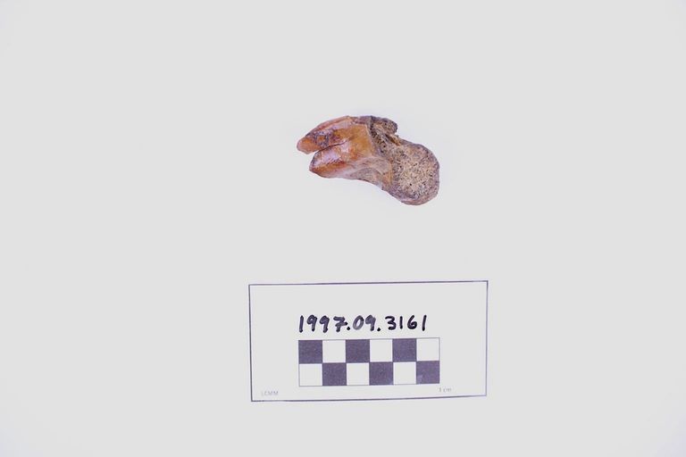 Fragment, Bone