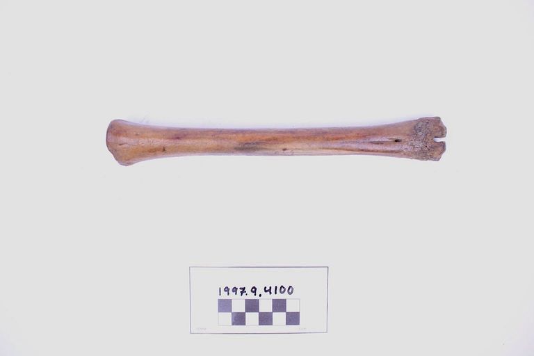 Bone, Fragment