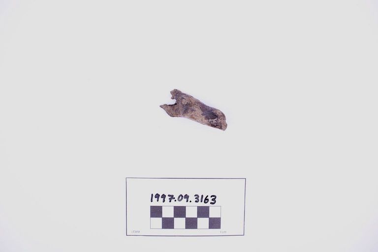 Fragment, Bone