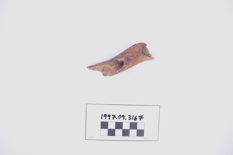 Fragment, Bone