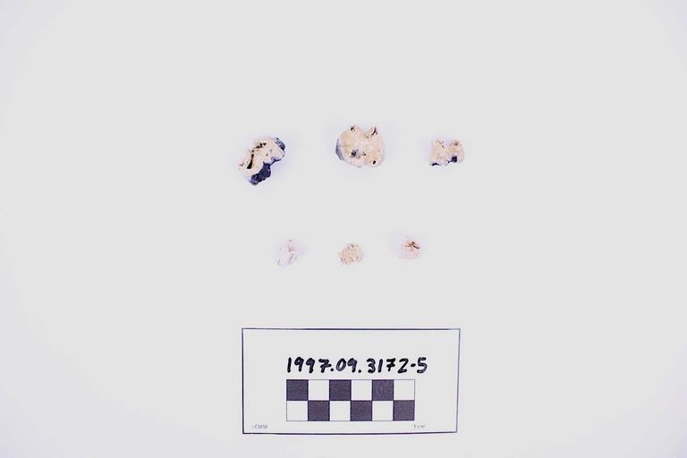 Animal Teeth, Lot of 6