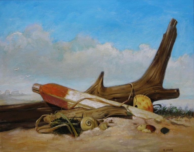 Driftwood and Shells
