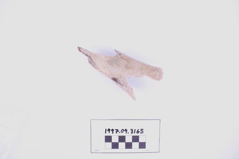 Fragment, Bone