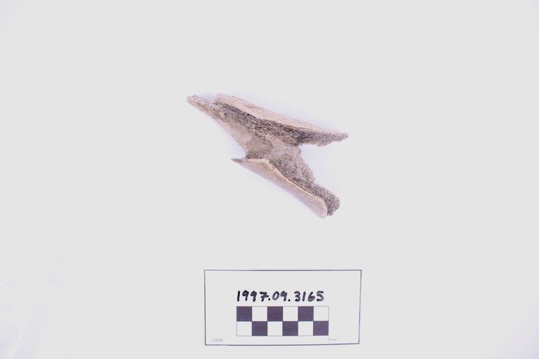 Fragment, Bone - Image 2