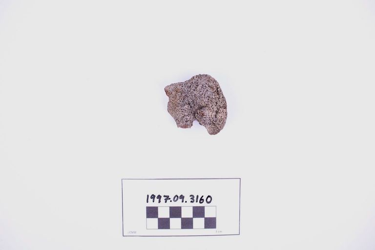 Fragment, Bone