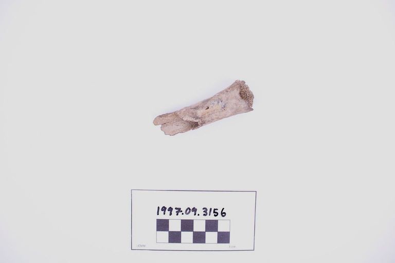 Fragment, Bone