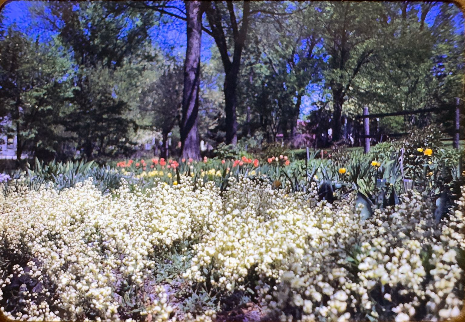 Lola Smith Photograph Collection