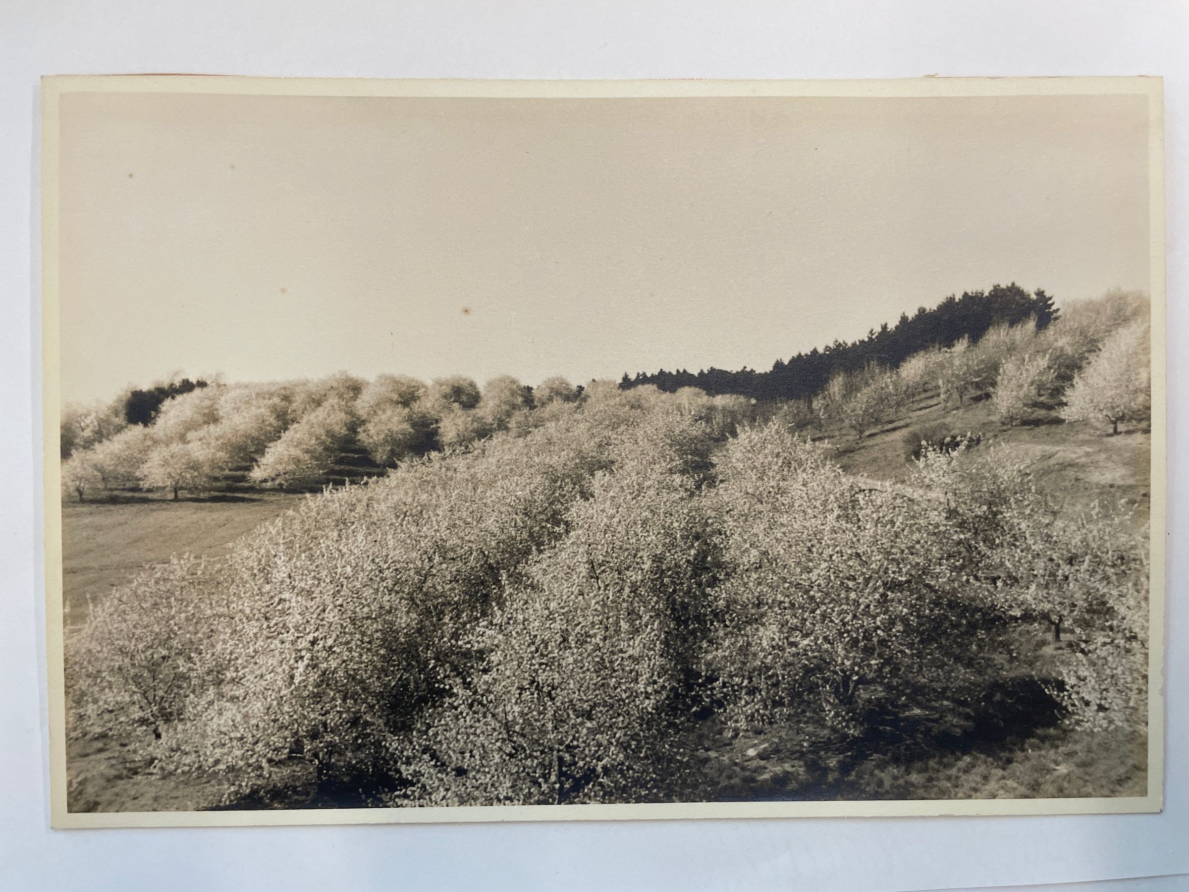 Photographs picture number 1