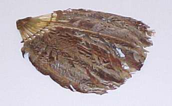 Fan picture number 1