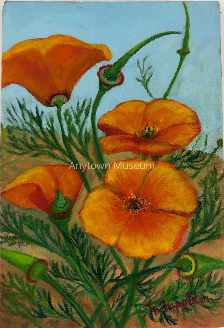 California Poppies