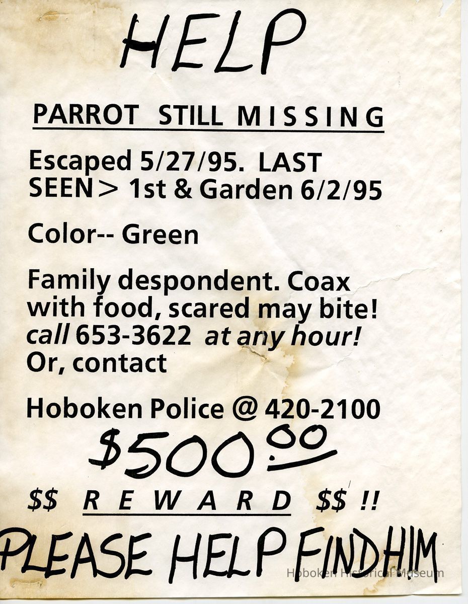 sign: Parrot Still Missing; reward