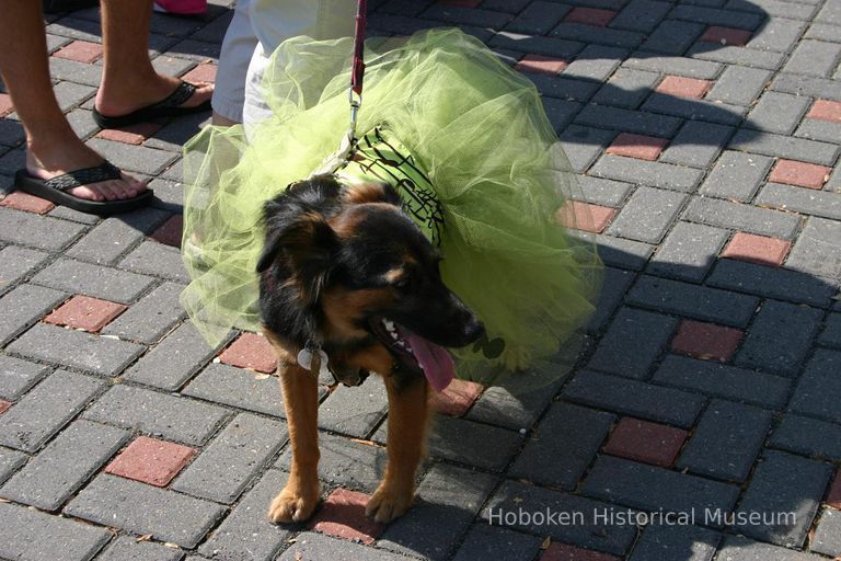 Digital color image of the 2004 Hoboken Pet Parade, along the Hoboken Waterfront, Sunday, September 26, 2004. picture number 1