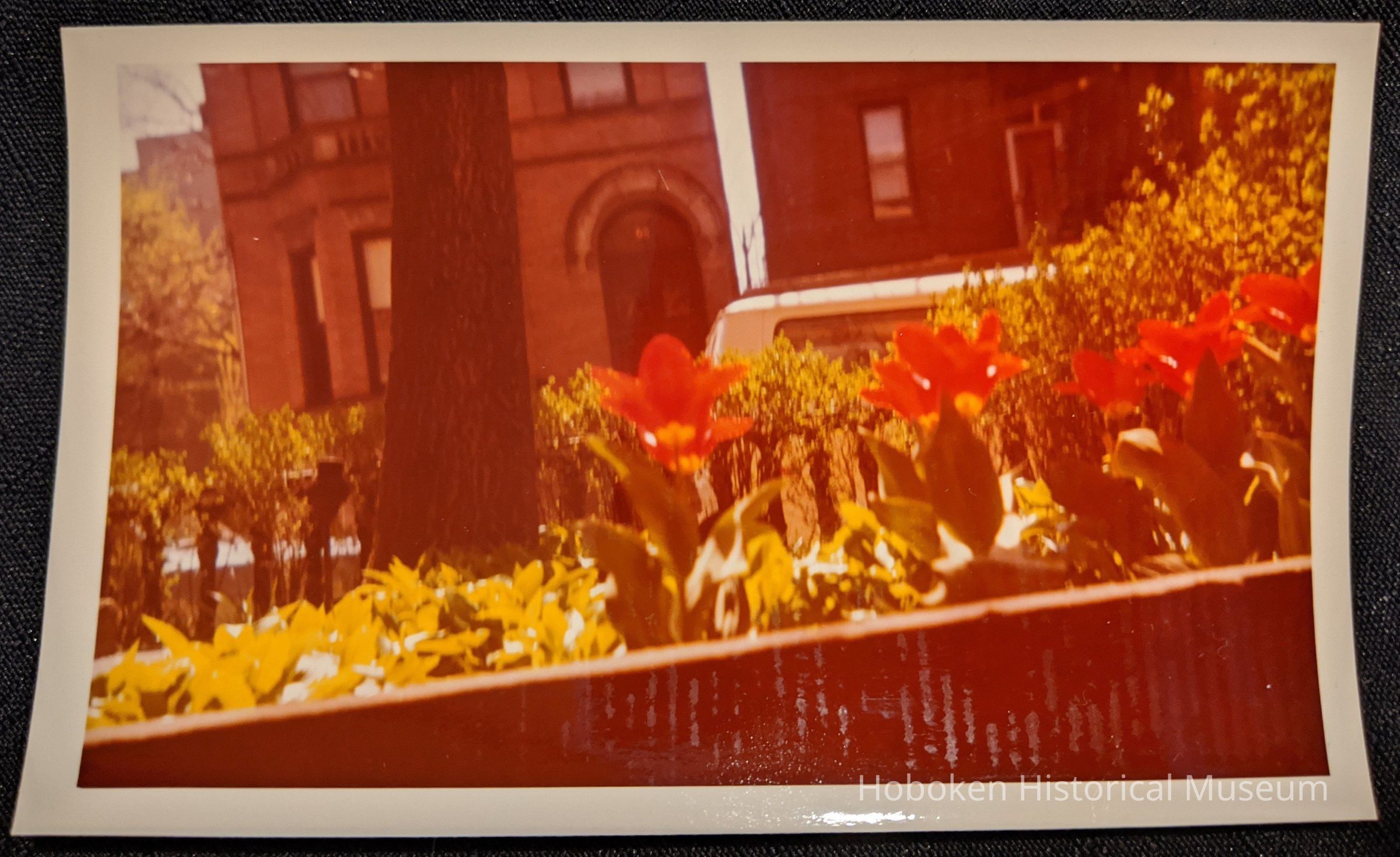 Tulips in fron to of 64 10th Street Hoboken.