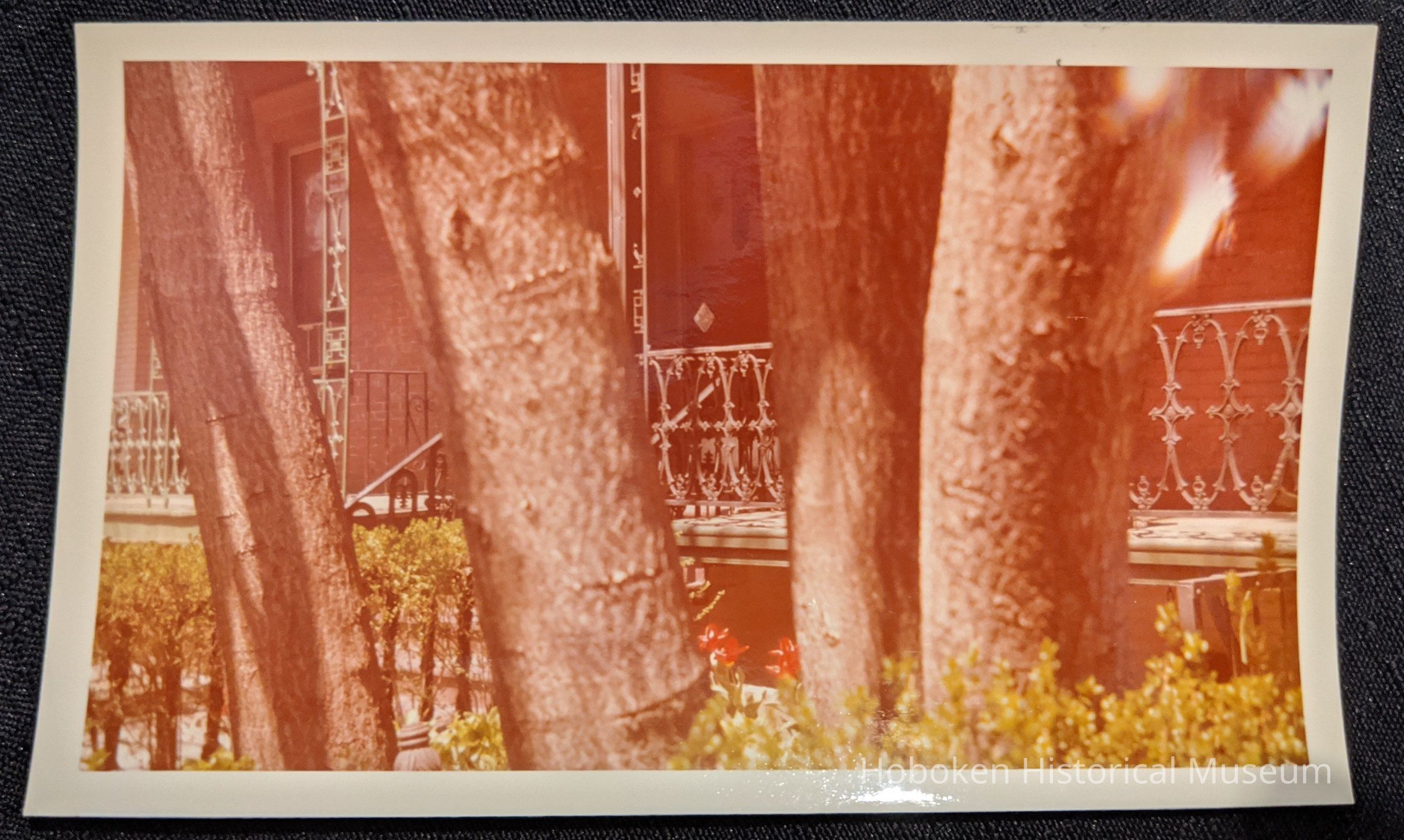 Trees in the front of 64 10th Street Hoboken.