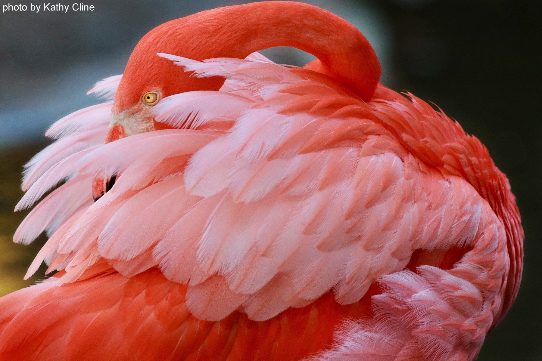 Flamingo Gardens hero image