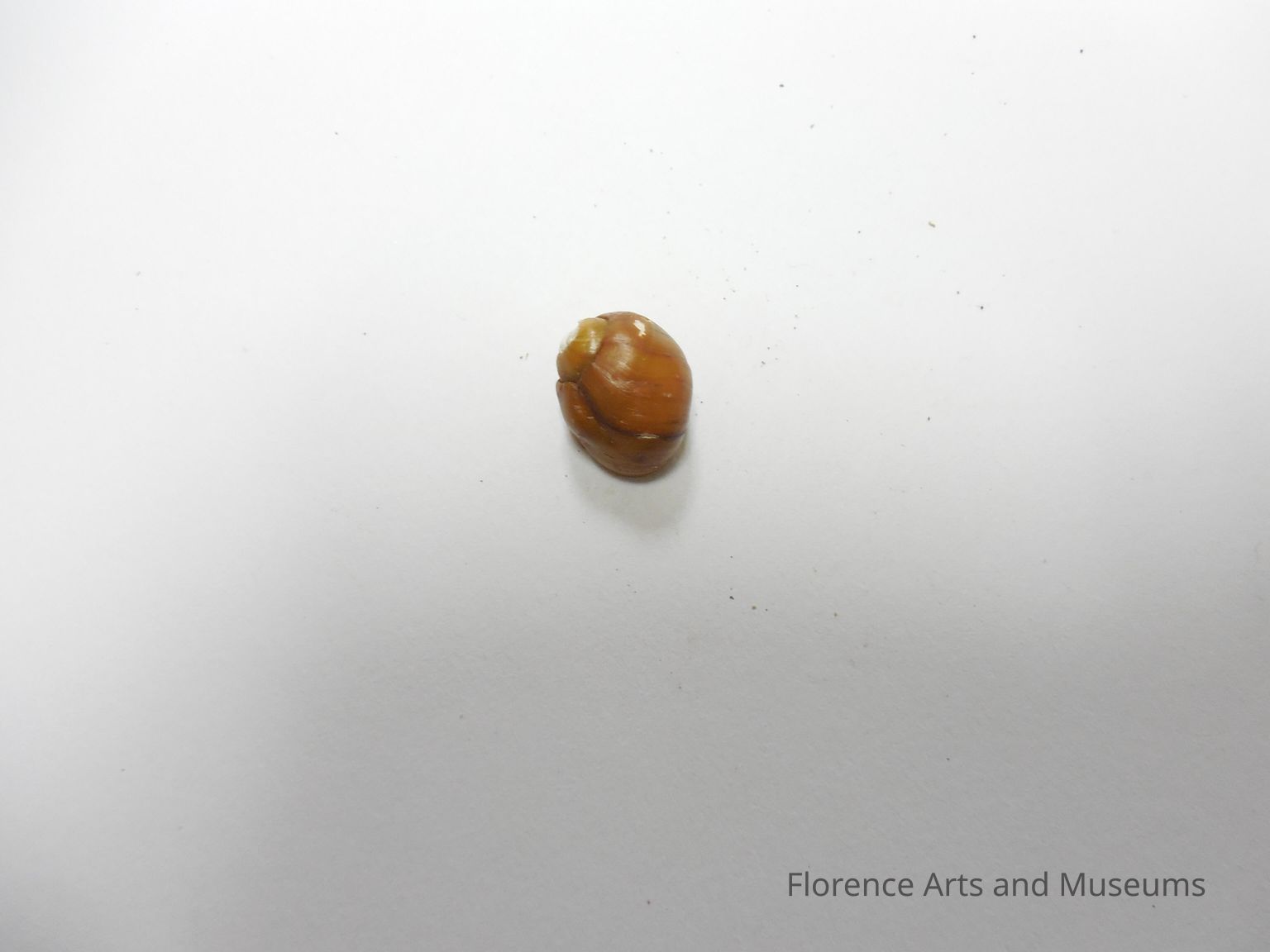 Freshwater Mussels and Gastropods