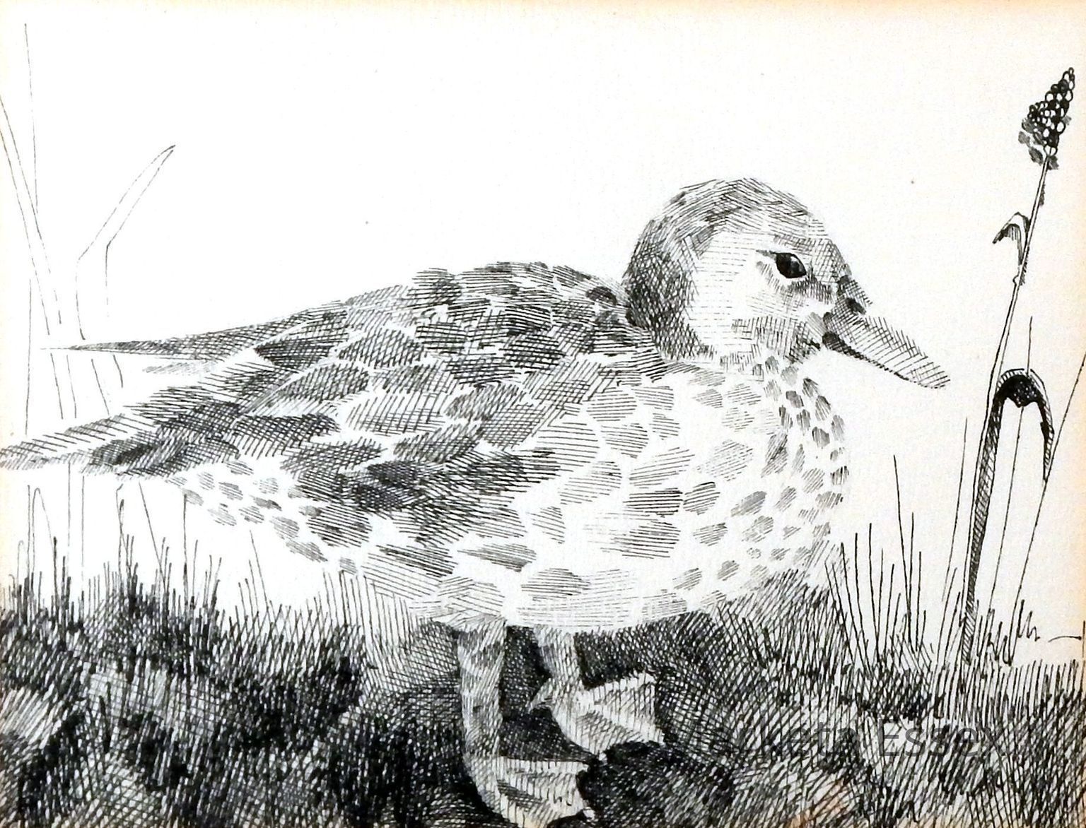 Marketa Essex Pen & Ink