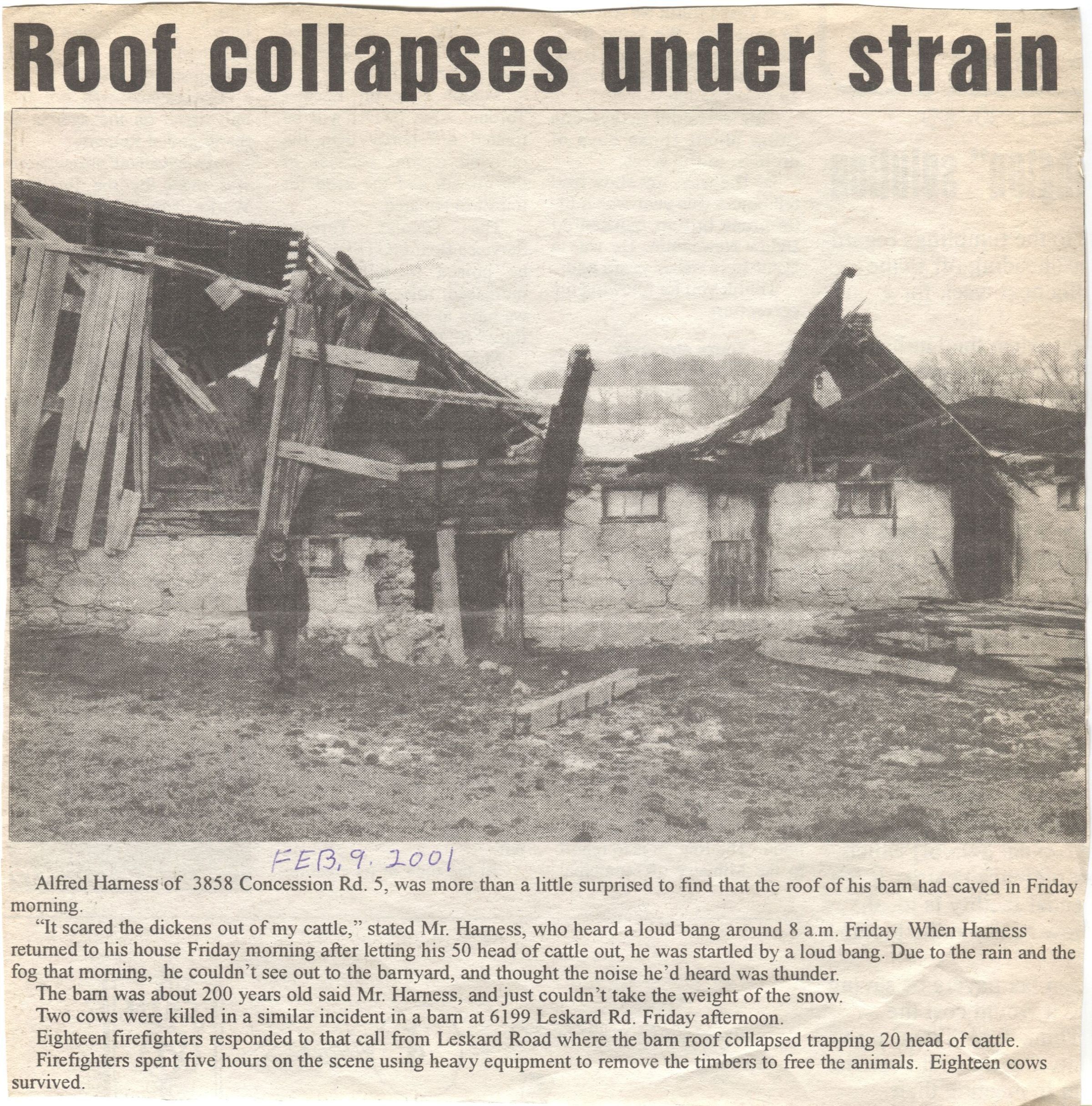 Roof Collapses Under Strain on Concession Road Newspaper Article: A newspaper article with a large black and white photograph of a barn whose roof has collapsed. The headline reads "Roof collapses under strain," and below, the article describes how Alfred Harness discovered the collapse on a Friday morning, after hearing a loud bang around 8 a.m. Upon investigation, he found the roof of his 200-year-old barn had caved in, likely due to the snow's weight. Fortunately, eighteen cows were rescued by firefighters after spending five hours on the scene.