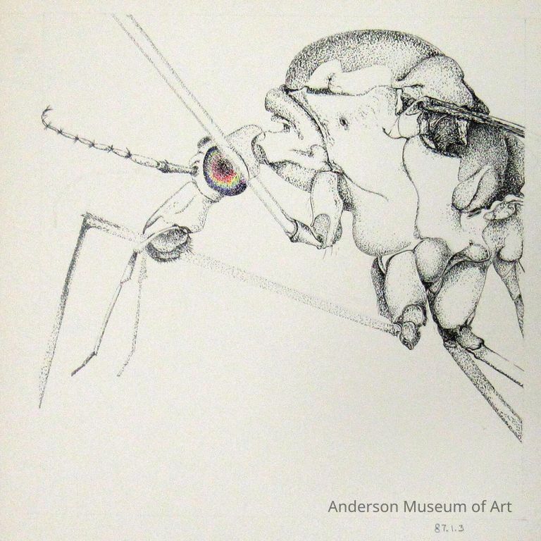          Crane Fly picture number 1
   