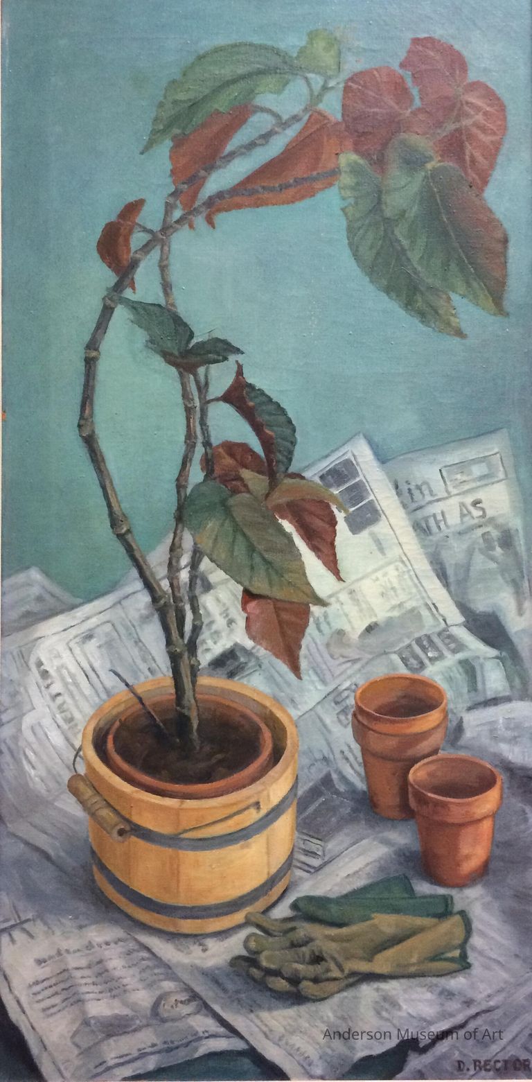 Begonia picture number 1