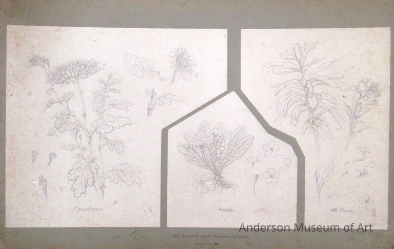          Untitled (Diagram of Plant Life) picture number 1
   