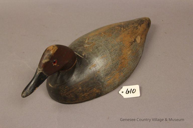 Canvasback Drake - Image 3