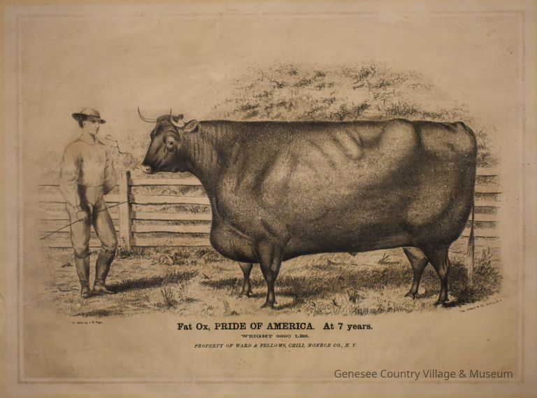 Fat Ox, Pride of America