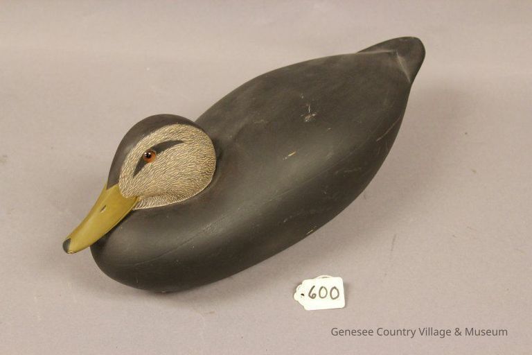 Black Duck - Image 3