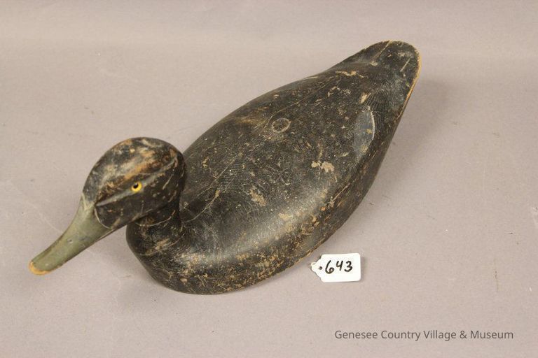 Black Duck - Image 3