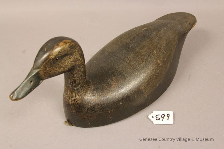 Black Duck