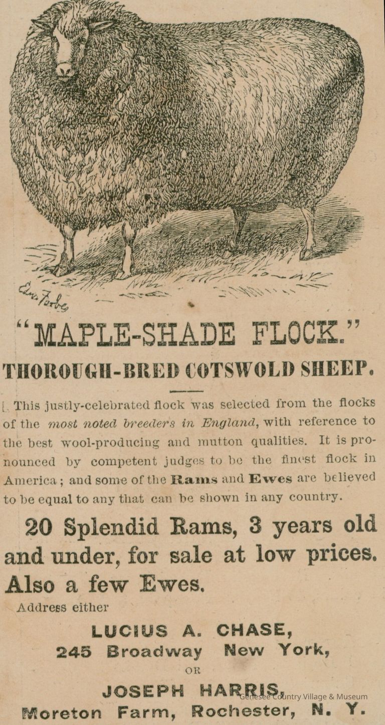 Advertisement, Cotswold Sheep