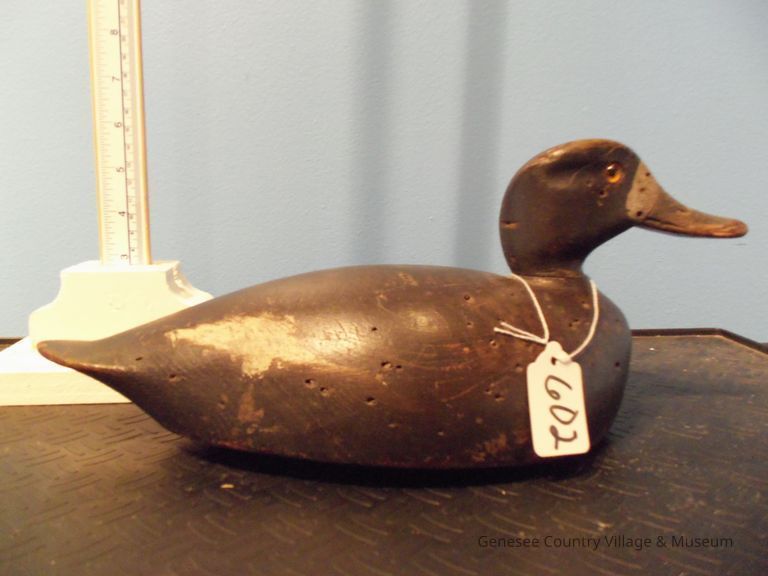 Bluebill Hen