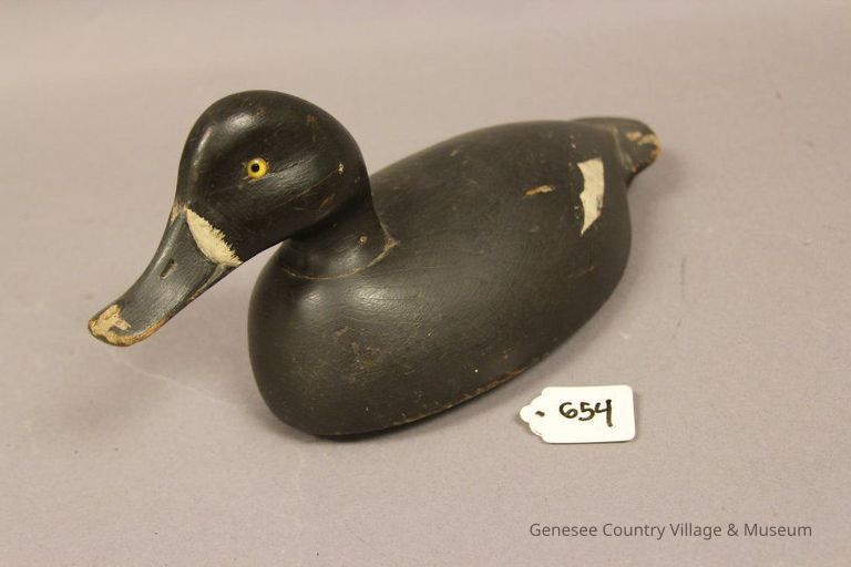Bluebilled Hen - Image 3