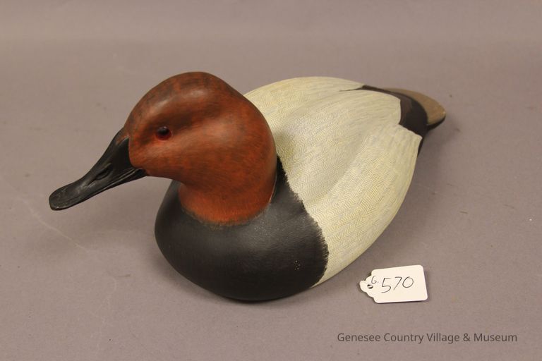 Canvasback