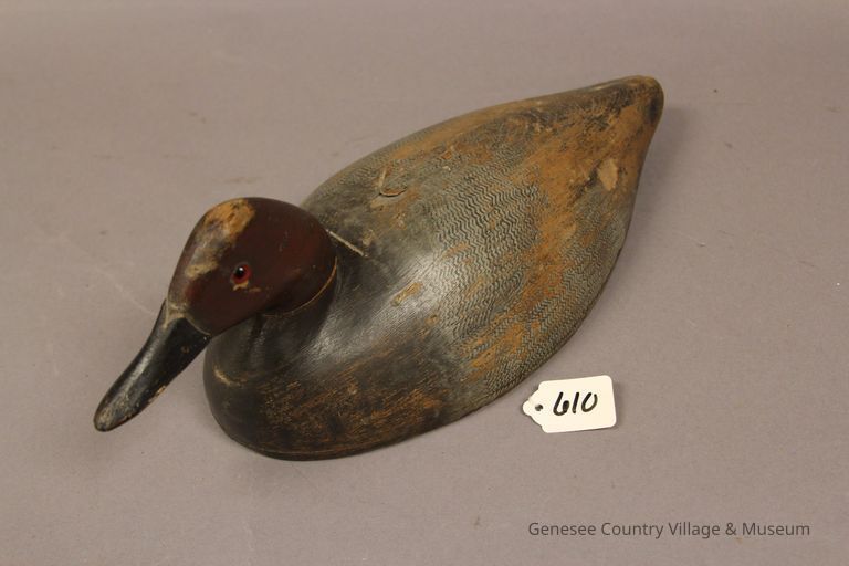 Canvasback Drake