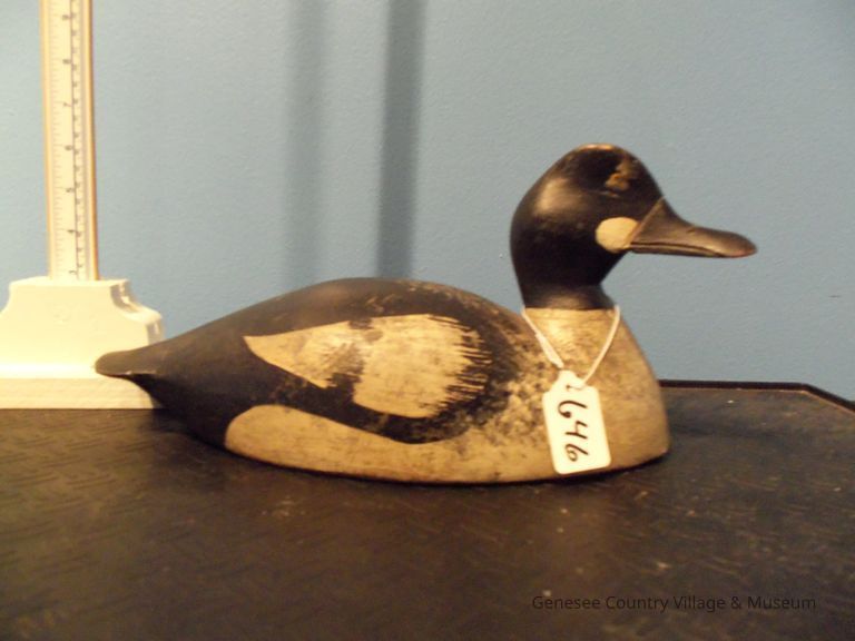 Goldeneye Drake - Image 2