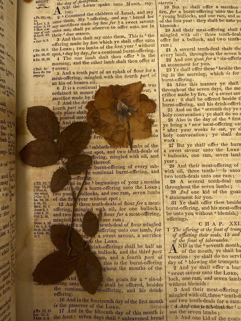 Pressed rose