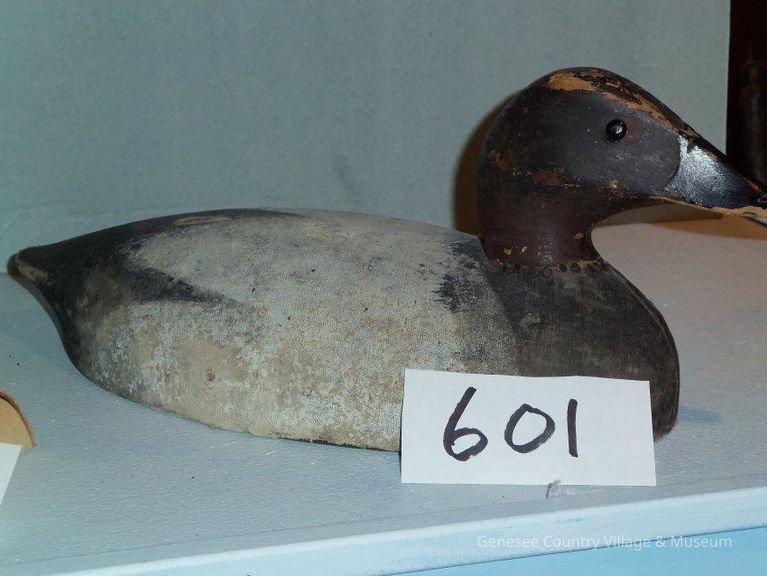 Canvasback Drake - Image 2