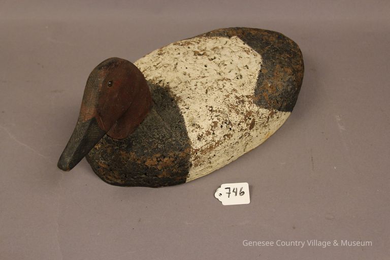 Canvasback Duck