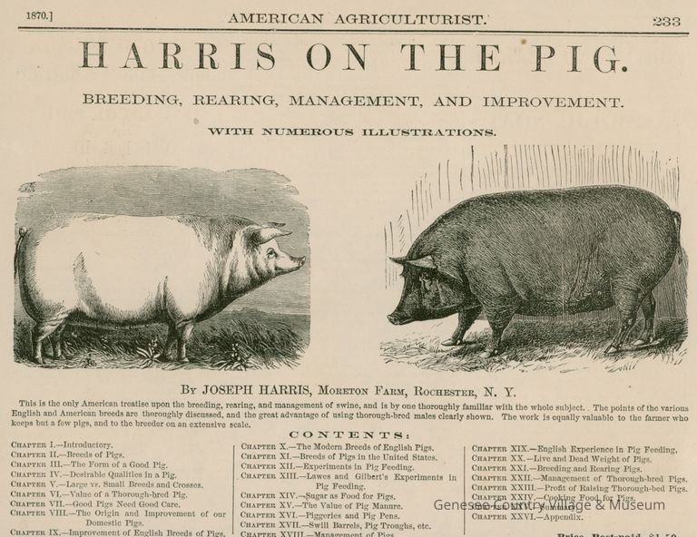 Advertisement, Harris on the Pig